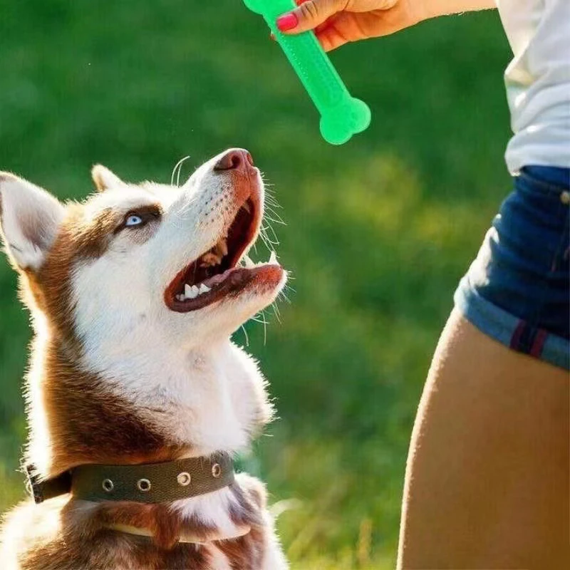 Super Tough Dog Bone Chew ของเ - Teeth Cleaning Dog Chew Bone บทวิจารณ์และราคา
