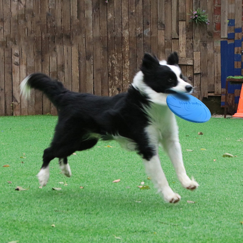 ของเล่นจานบินกันกัดสำหรับสุนัข - Flying Disc Dog Training Toy บทวิจารณ์และราคา