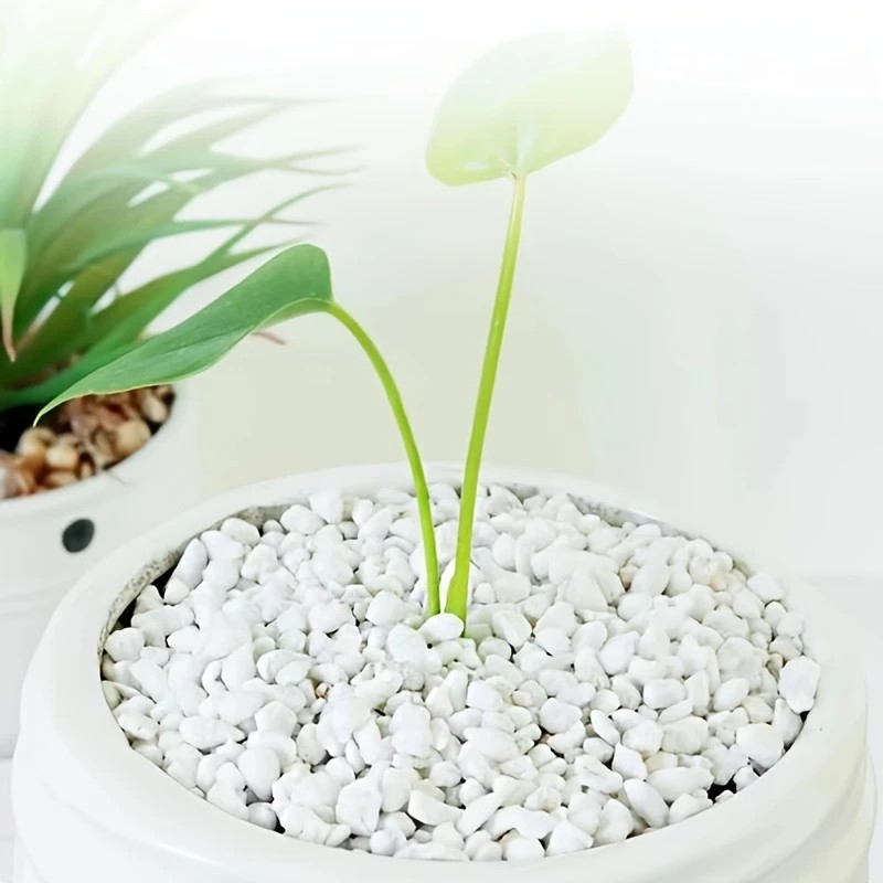 1L คุณภาพสูง perlite succulent - Pet Beds บทวิจารณ์และราคา