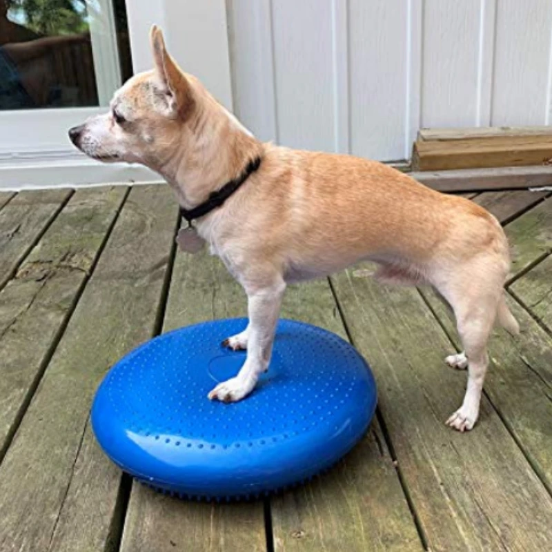 จานรองสำหรับฝึกสุนัขช่วยปรับสม - Flying Disc Dog Training Toy บทวิจารณ์และราคา