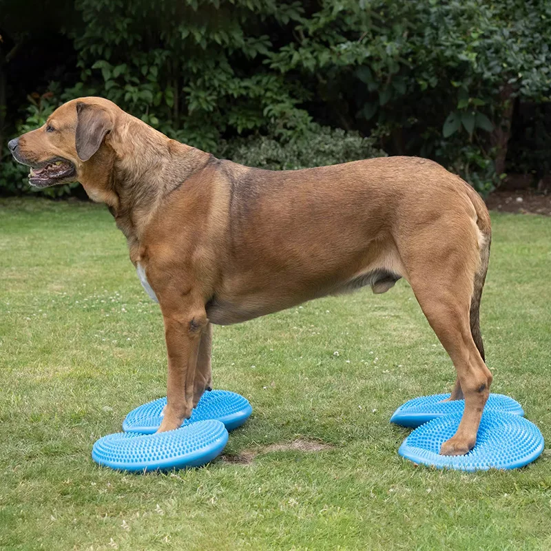 จานรองสำหรับฝึกสุนัขช่วยปรับสม - Flying Disc Dog Training Toy บทวิจารณ์และราคา