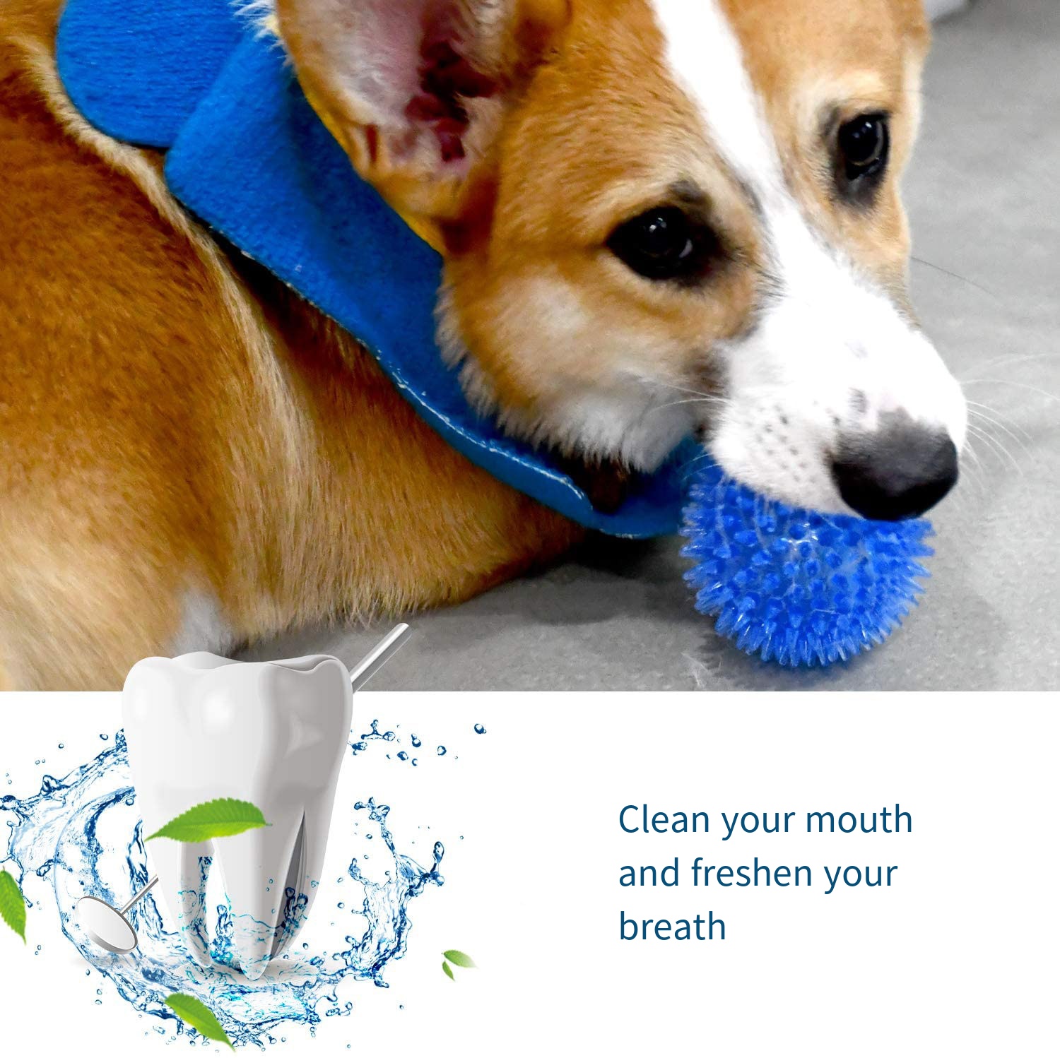 ของเล่นสุนัขของเล่นเสียง Bounc - Suction Cup Dog Tug Toy บทวิจารณ์และราคา