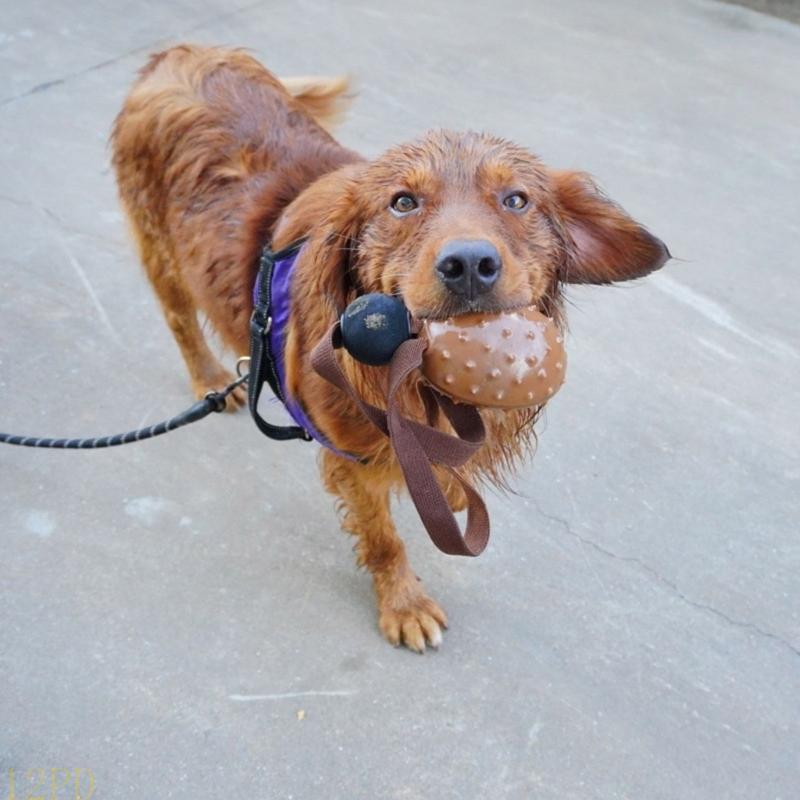 12PD เชือกกาแฟ Bean สุนัข Chew - Dog Rope Toy Aggressive Chewers บทวิจารณ์และราคา