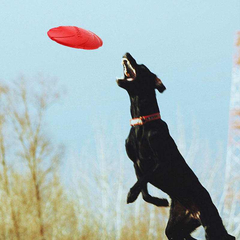 ยางสัตว์เลี้ยงสุนัข Flying Dis - Flying Disc Dog Training Toy บทวิจารณ์และราคา