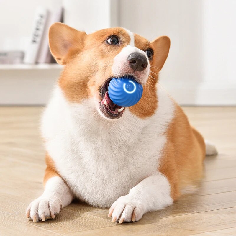 ของเล่นสุนัขอัจฉริยะแรงโน้มถ่ว - Suction Cup Dog Tug Toy บทวิจารณ์และราคา